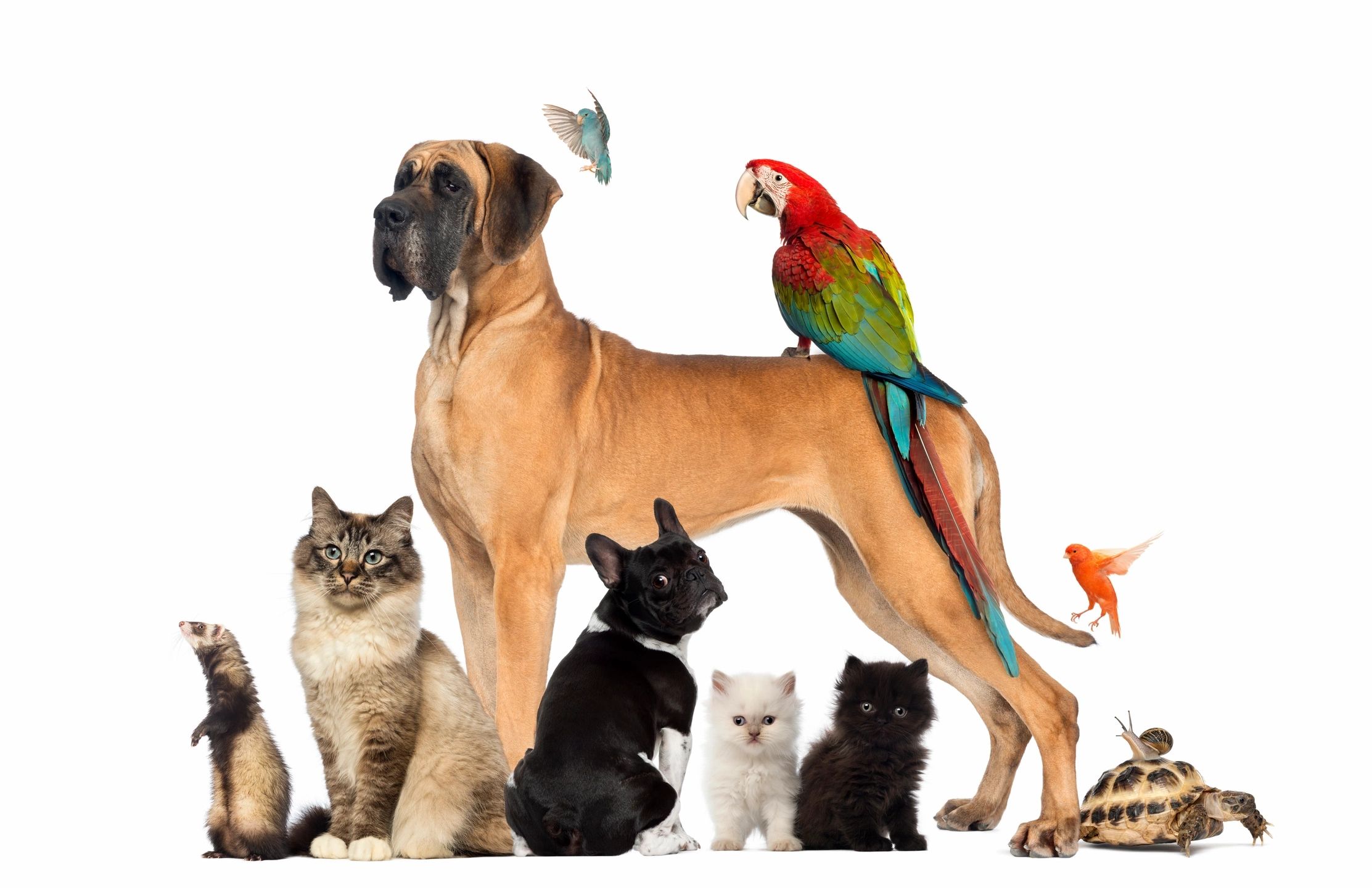 A dog with a parrot on its back surrounded by five cats.