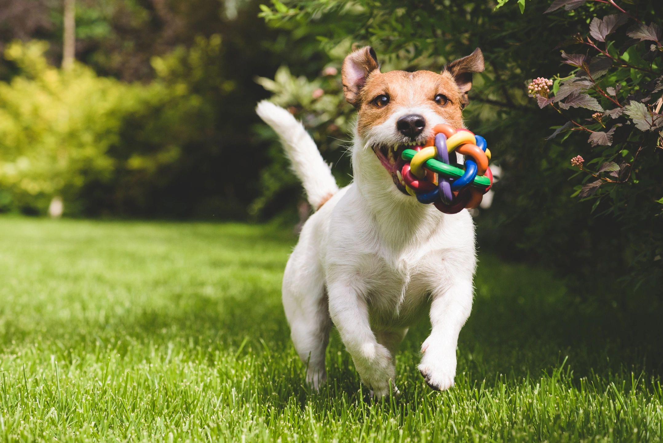 Dog happily running with a colorful toy in its mouth on the grass.