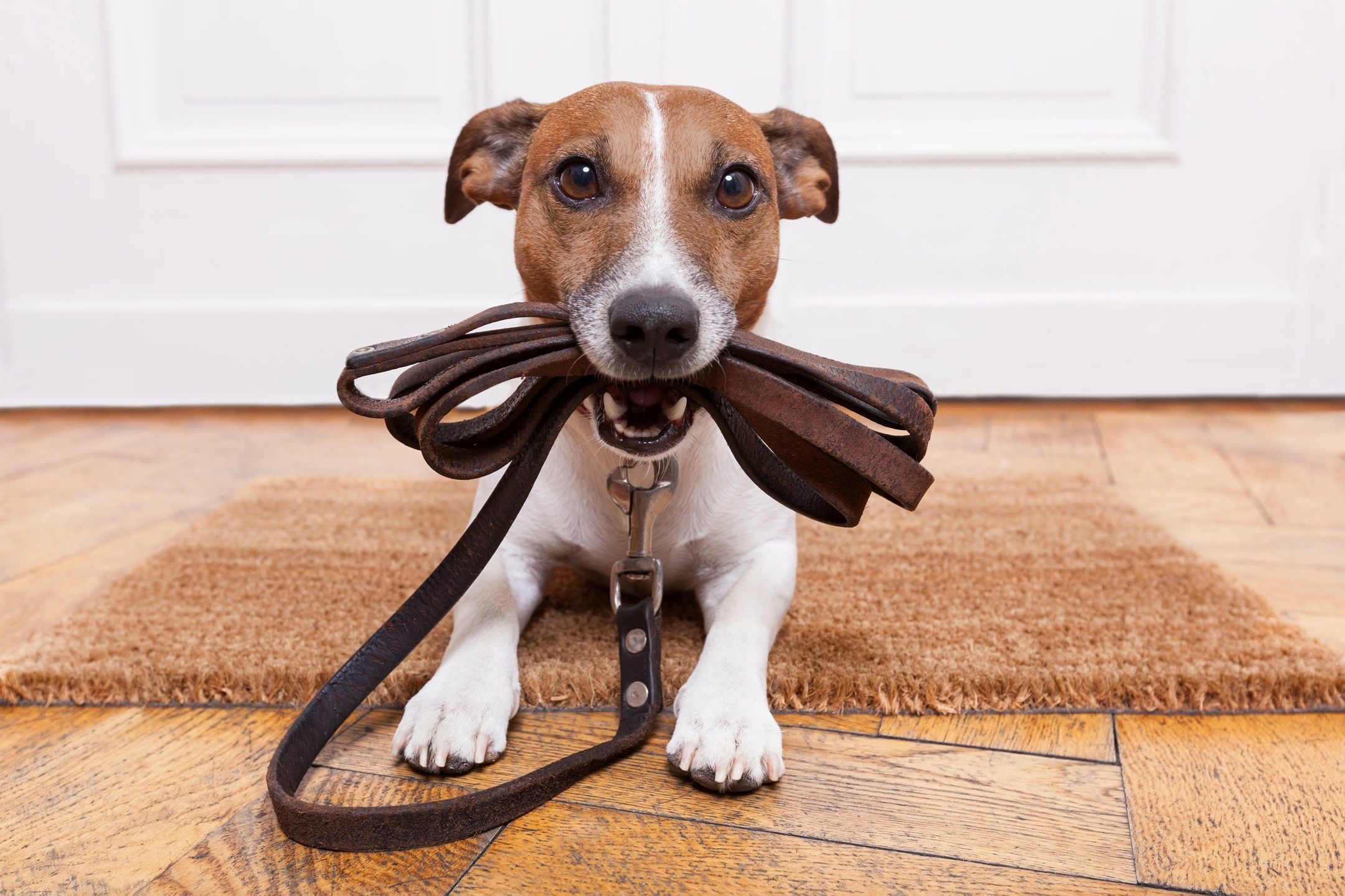 Dog holding a leather leash in its mouth, ready for a walk.