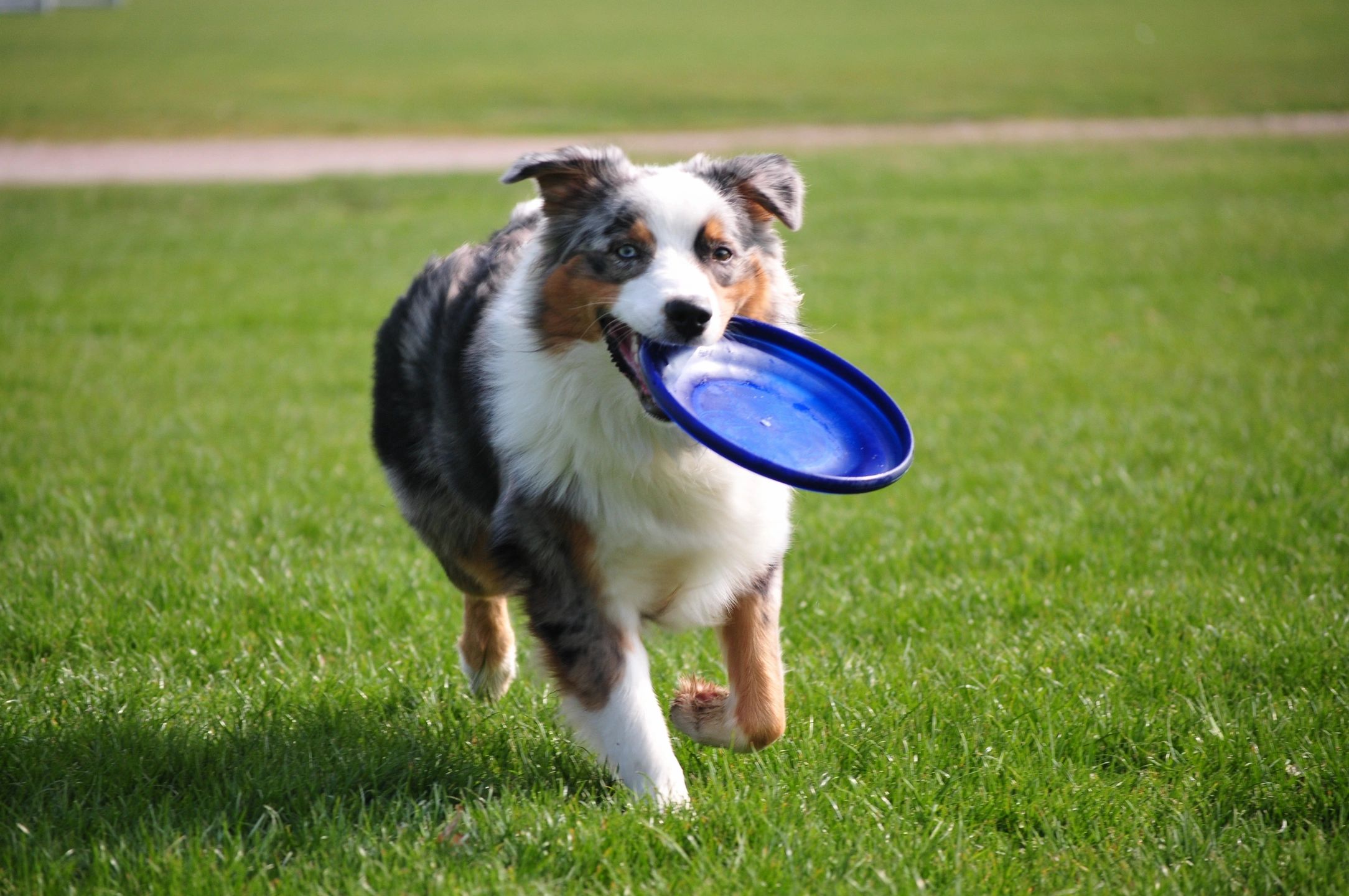 A dog carrying a blue frisbee on green grass.